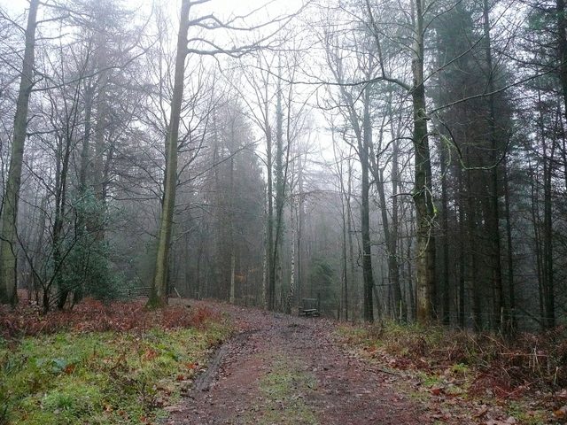 Winter scene, Forest of Dean geograph.org.uk 1621973